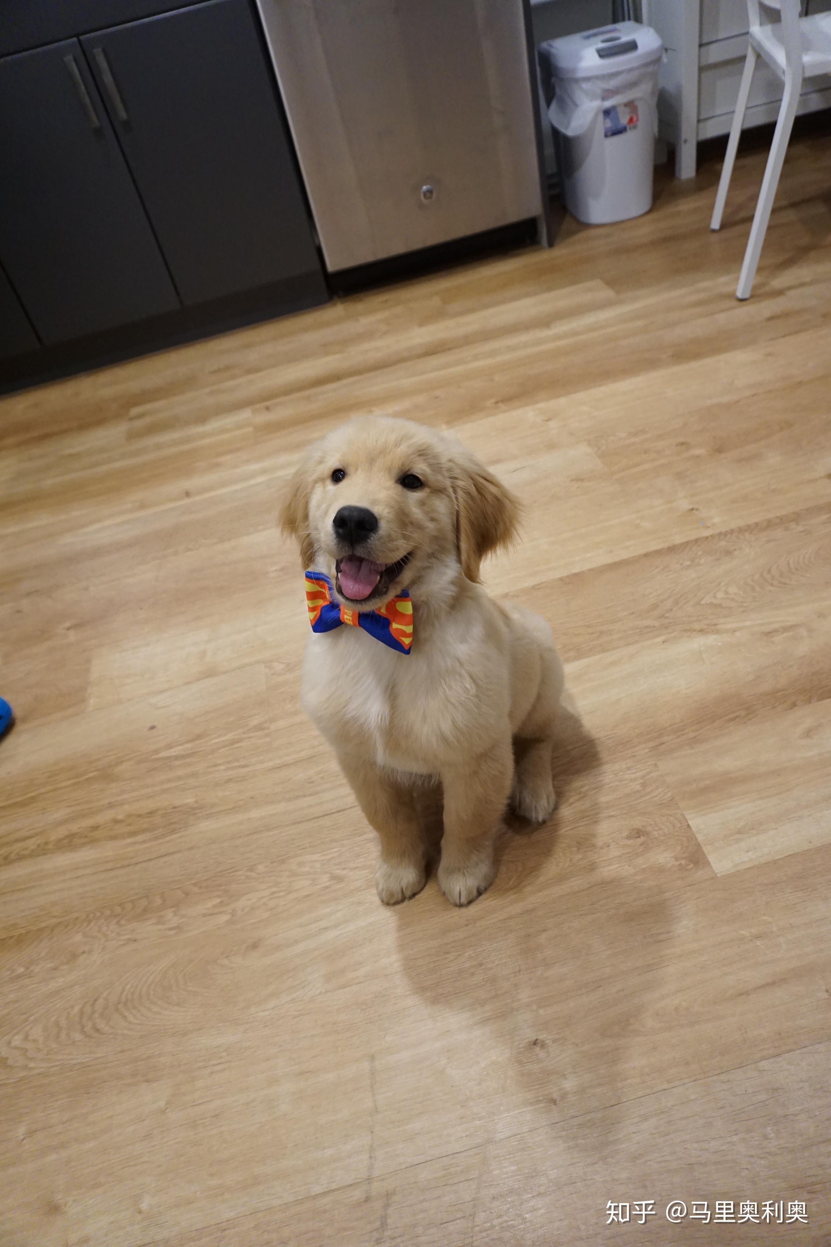 金毛长大后会很温顺吗