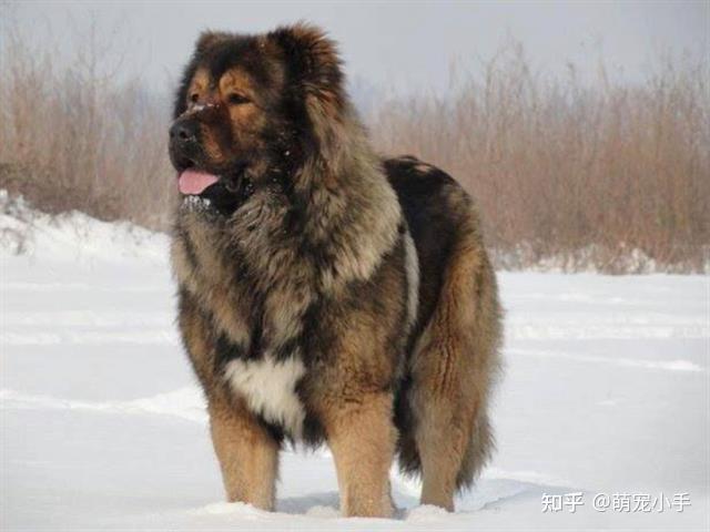 超大型犬温顺图片