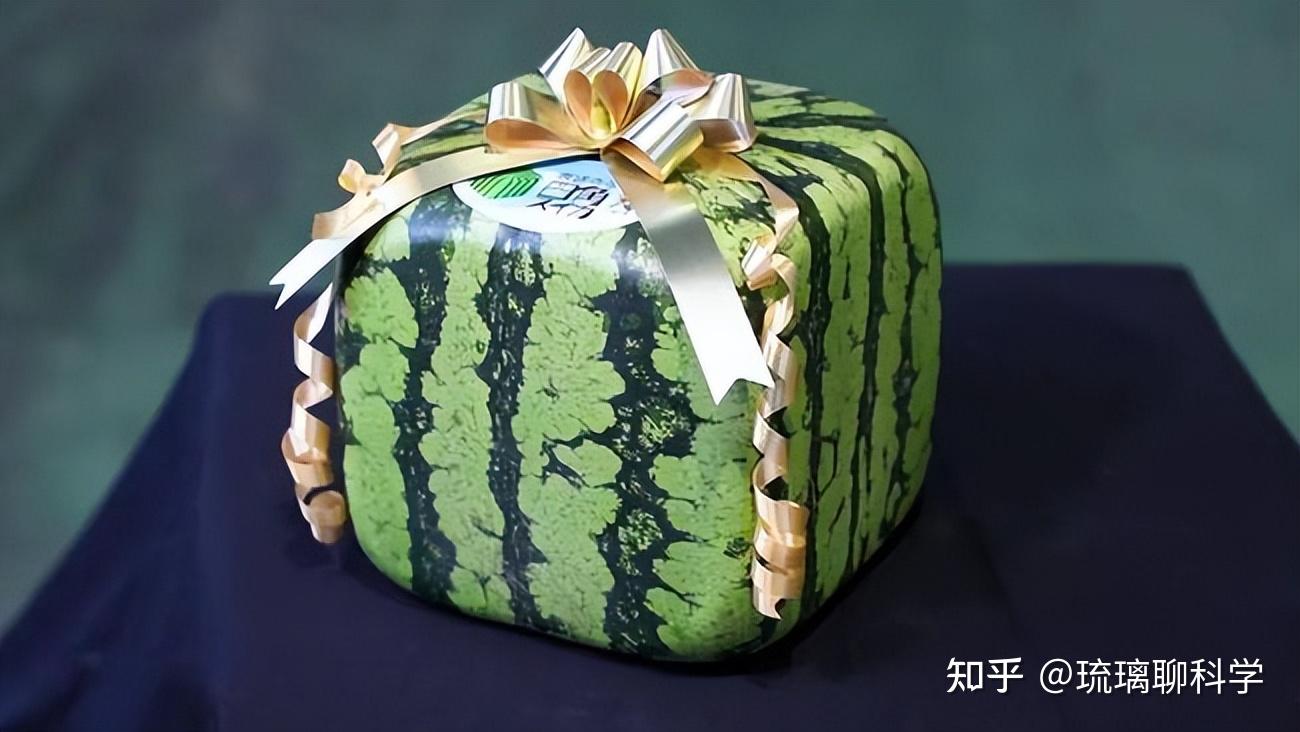 日本上市方形西瓜一个492元首批只有400个