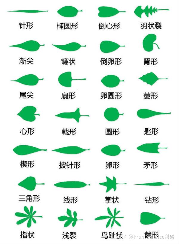 超全植物形态图解，分分钟认识所有植物！ - 知乎