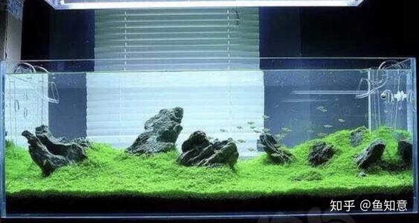 小型观赏鱼 鱼缸的构建 知乎