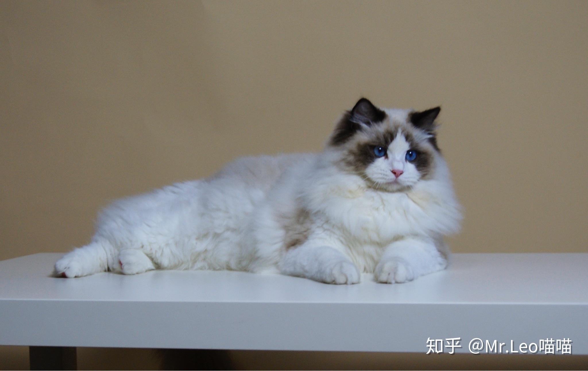 关注问题 67 写回答 登录/注册 猫 布偶猫 品种猫 什么样的布偶小猫