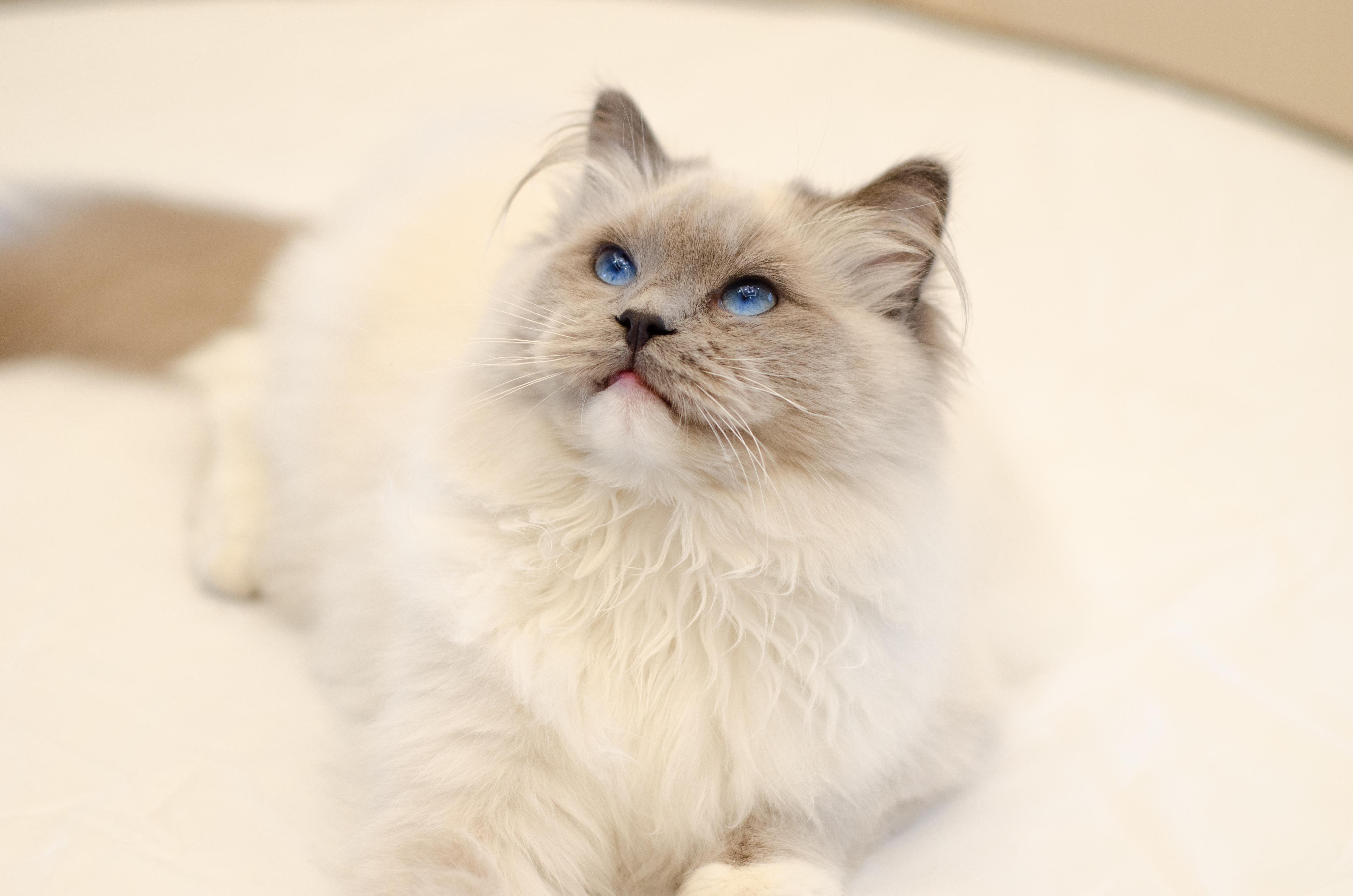 蓝色手套重点布偶长大是什么样