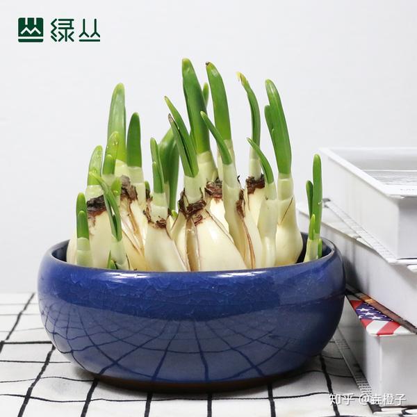 水仙花怎么水培 水培水仙花正确养法 水培水仙花能活几年