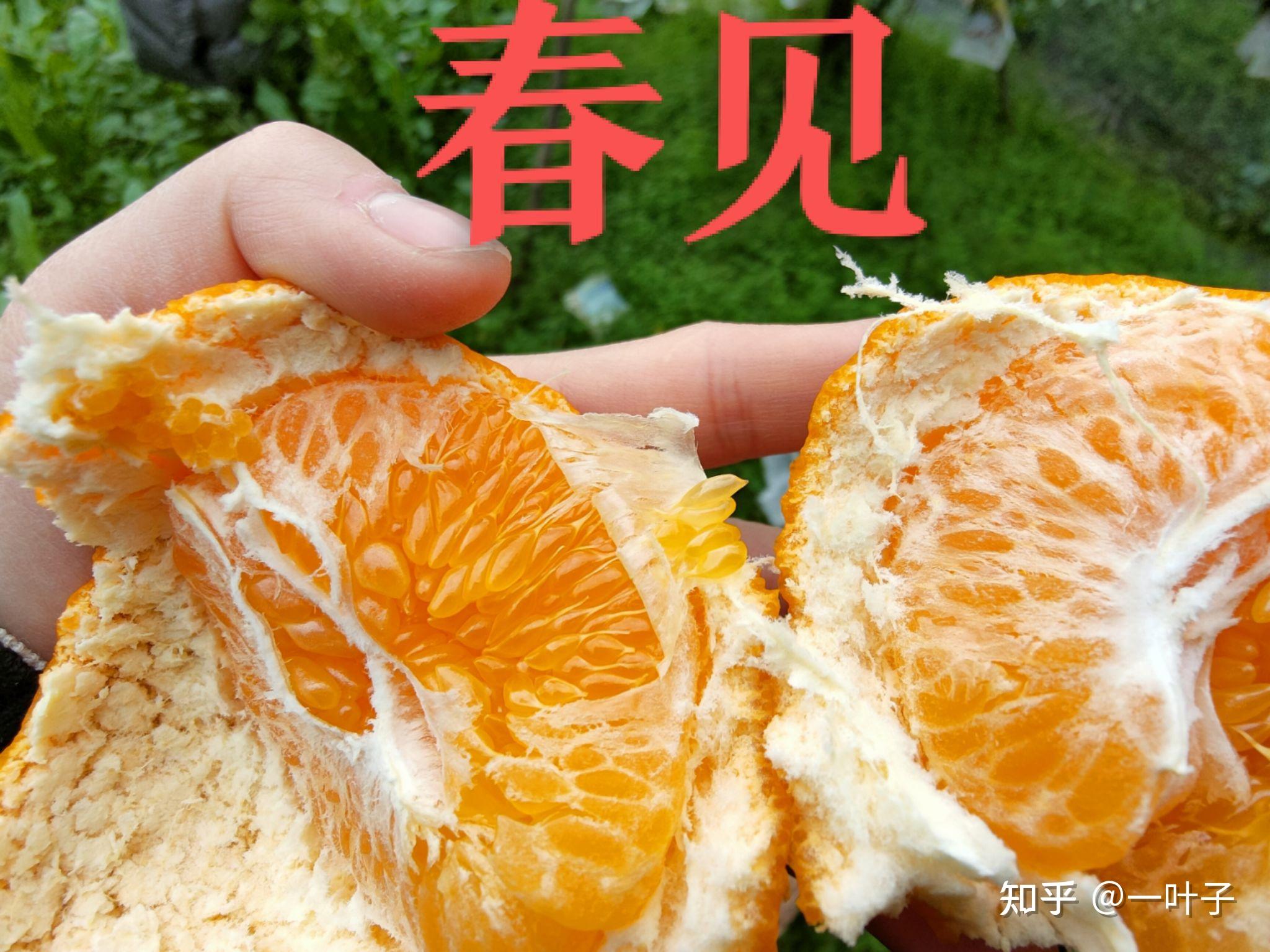 明日见和春见的区别(明日见和春见哪个更好)