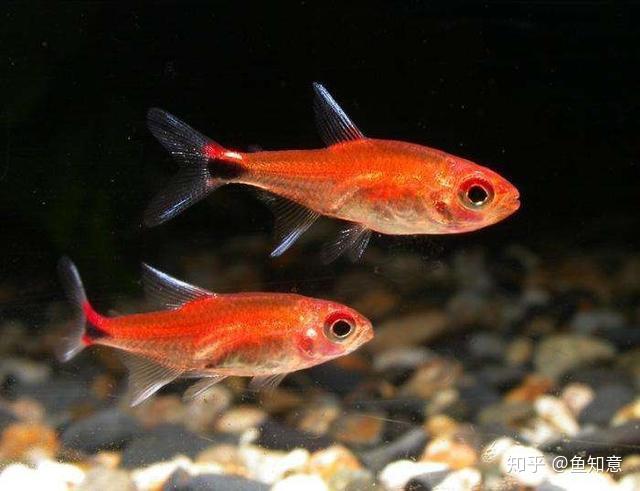 喷火灯你知多少