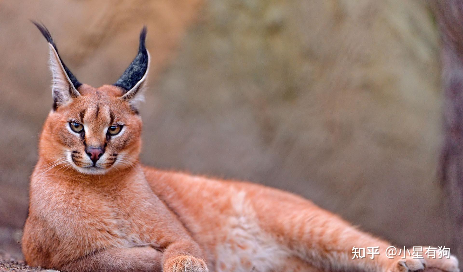 一,飞身捕鸟的假猞猁——狞猫(caracal,学名:caracal caracal)