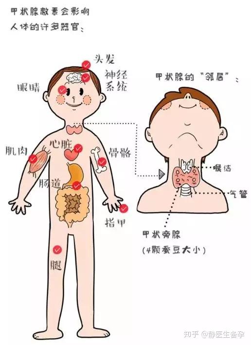 適量的甲狀腺激素有助於維持女性性腺軸的功能穩定,但如果甲狀腺功能