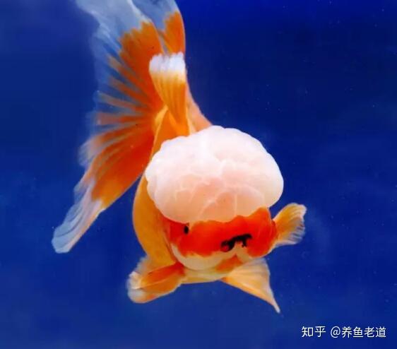 冷水观赏鱼的肠炎病和热带鱼的治法不太一样 知乎