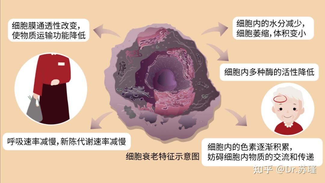 细胞衰老的14种标志是什么？补充什么才能高效保持年轻态？ - 知乎