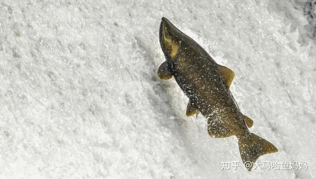 你了解《熊出没·变形记》中的麻哈鱼吗?