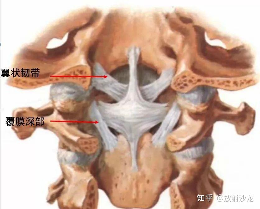 脊柱超详细图文解剖 - 知乎