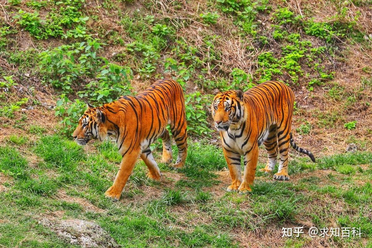 从4000到0，野生华南虎为何在50年间销声匿迹？东北虎又该如何？ - 知乎