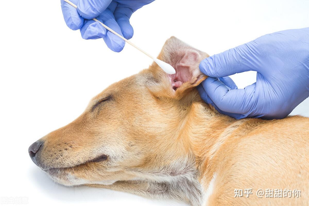 狗狗耳朵癢癢怎麼辦？ 認識犬外耳炎