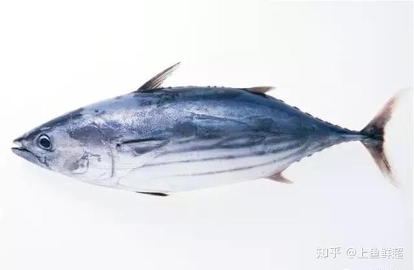 那些年我们吃过的刺身 你还不知道这些海鲜也可以做刺身吧 知乎