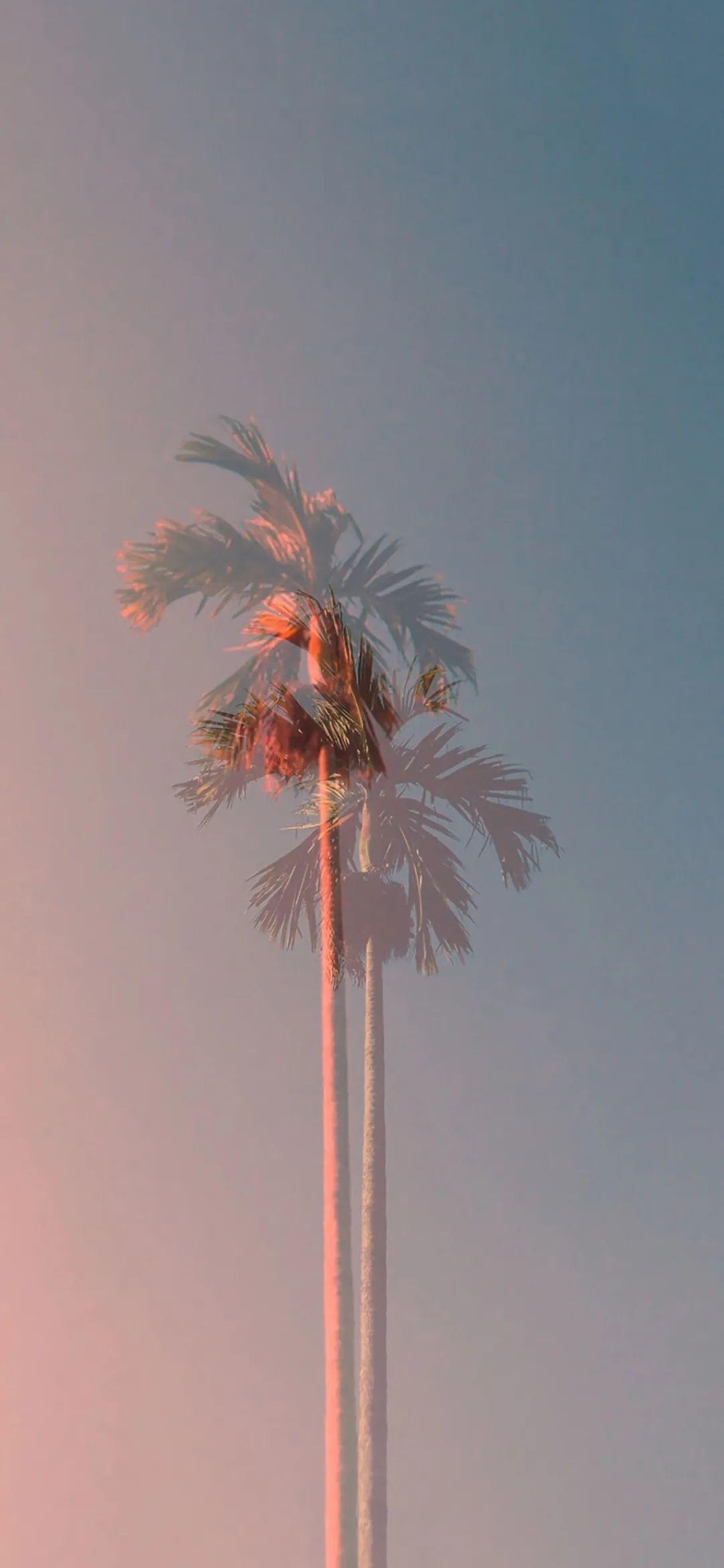 有哪些岁月静好宁静高雅的壁纸? - 知乎