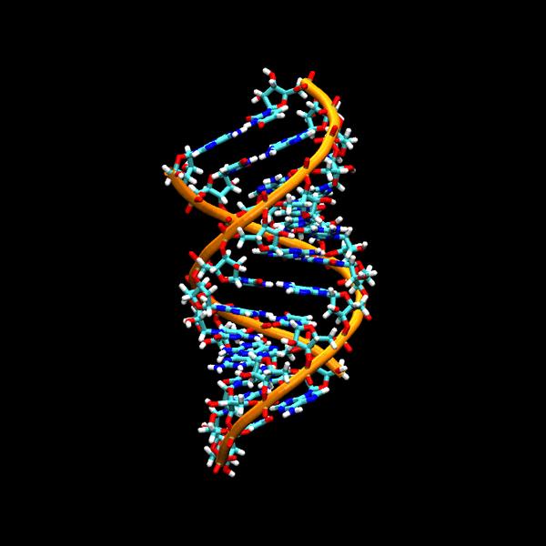 核糖核酸 rna 