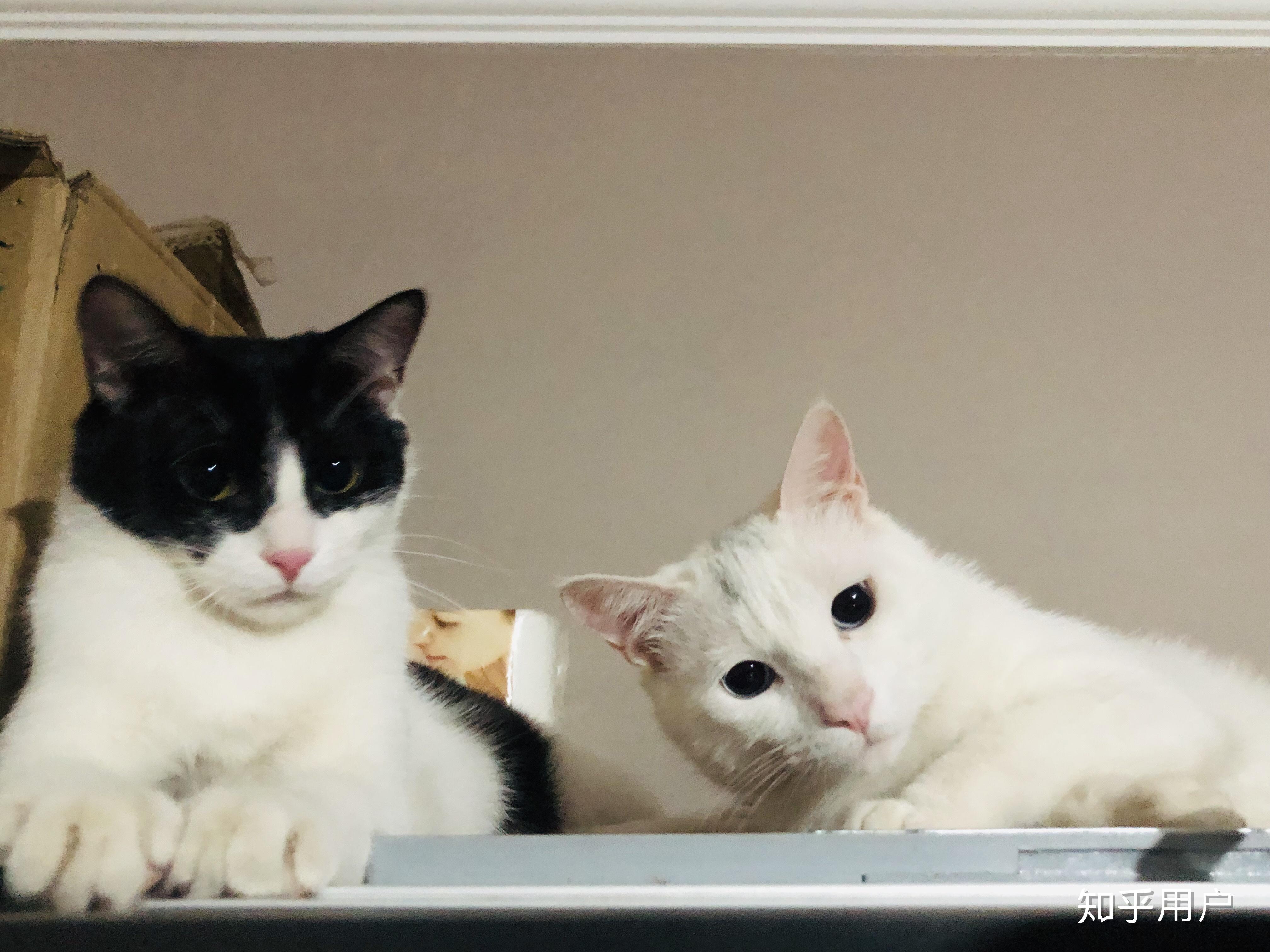 如何看待b站up主花花与三猫catlive被质疑知后院买后院