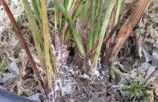 养兰花须知的常见病害:正确防治兰花白绢病