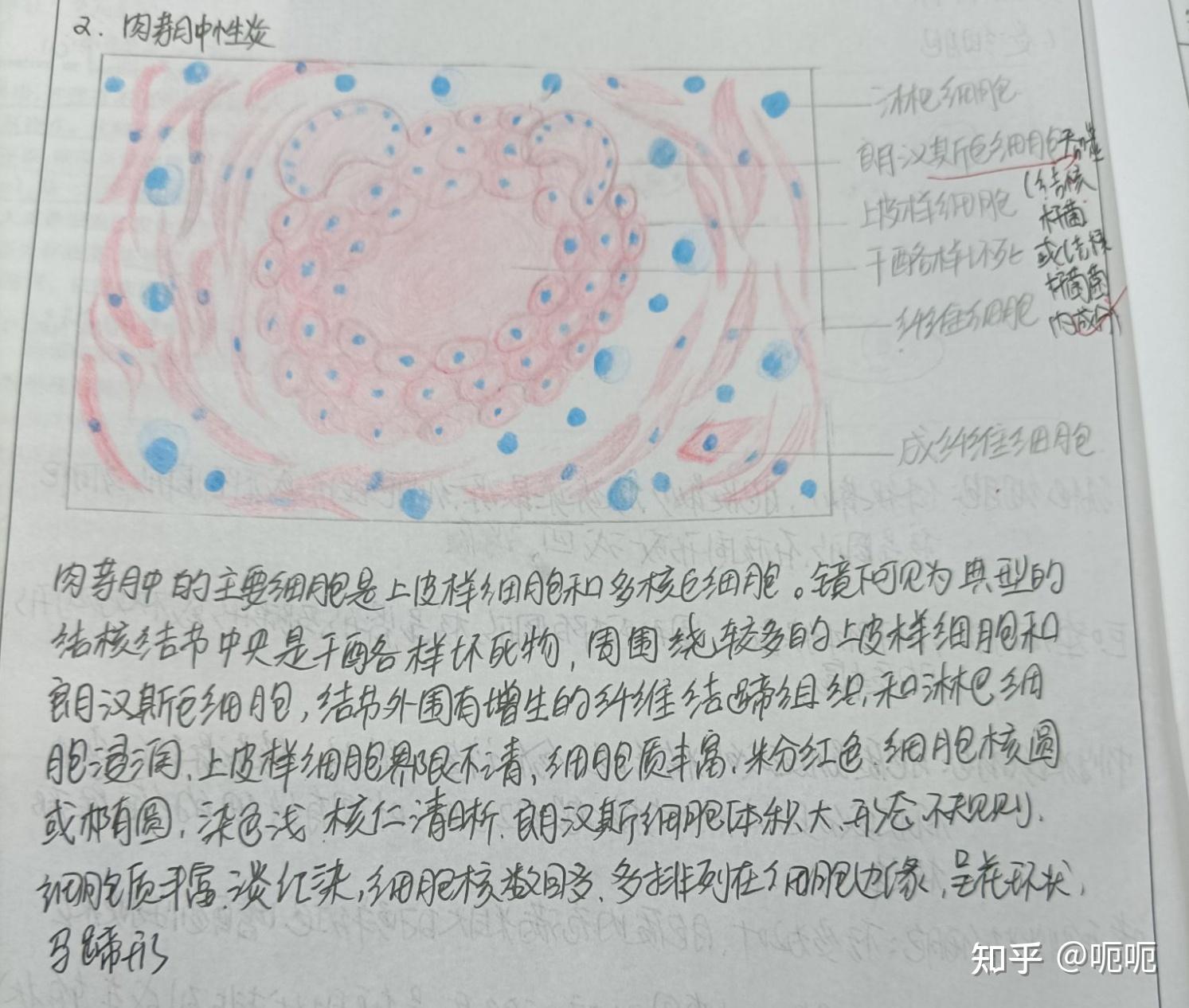 炎细胞红蓝铅笔手绘图图片