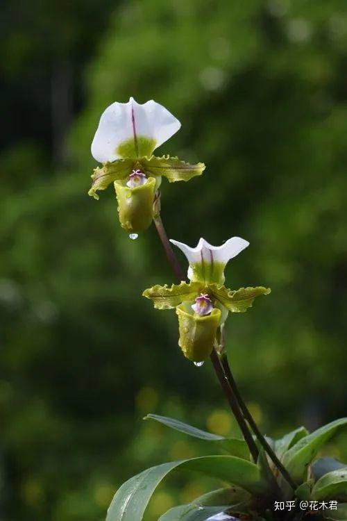国家Ⅰ级濒危物种红旗兜兰的鉴赏辨识与保护现状