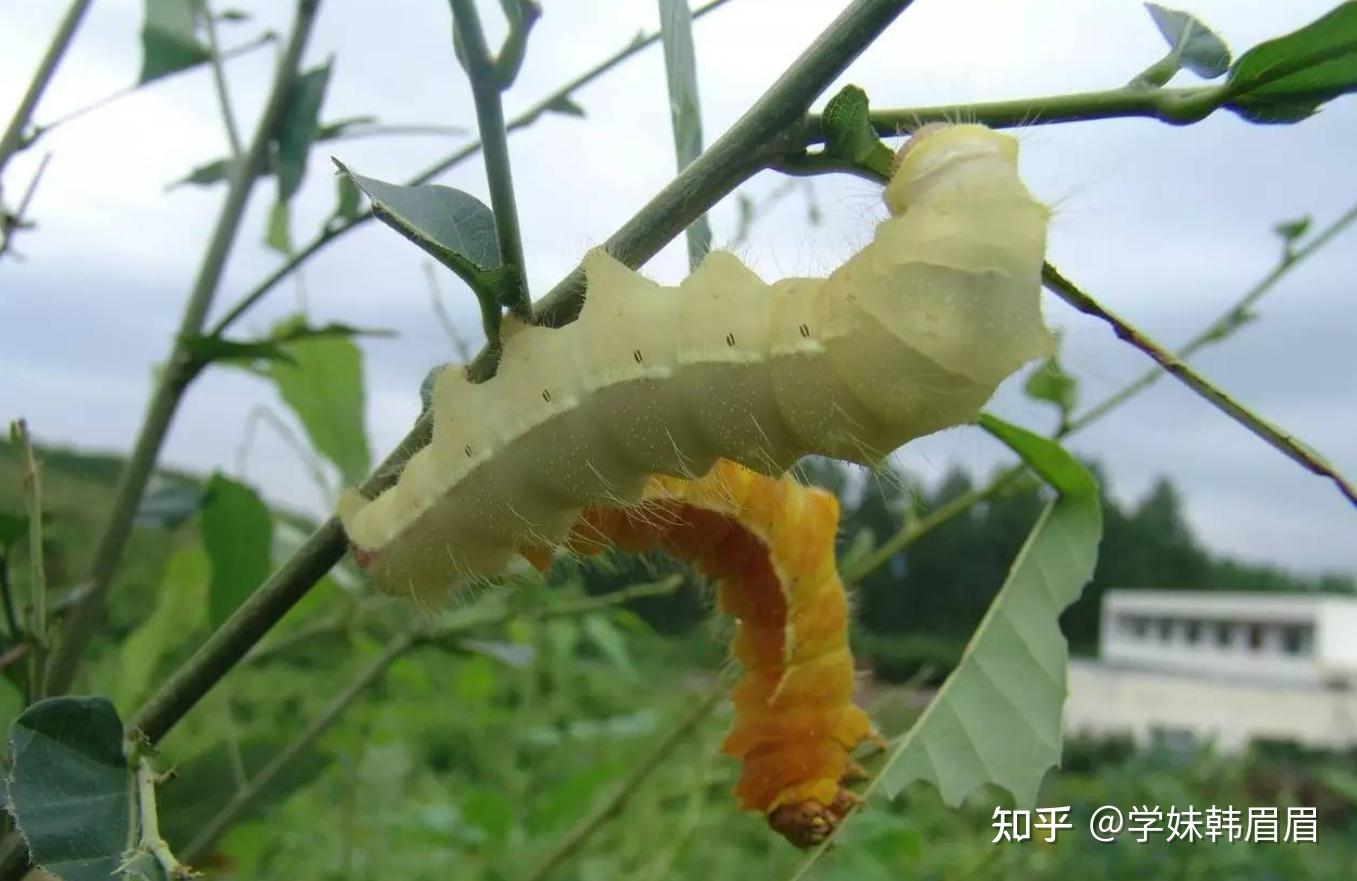 桑蚕丝、柞蚕丝各有什么优缺点,哪种更适合做被子?