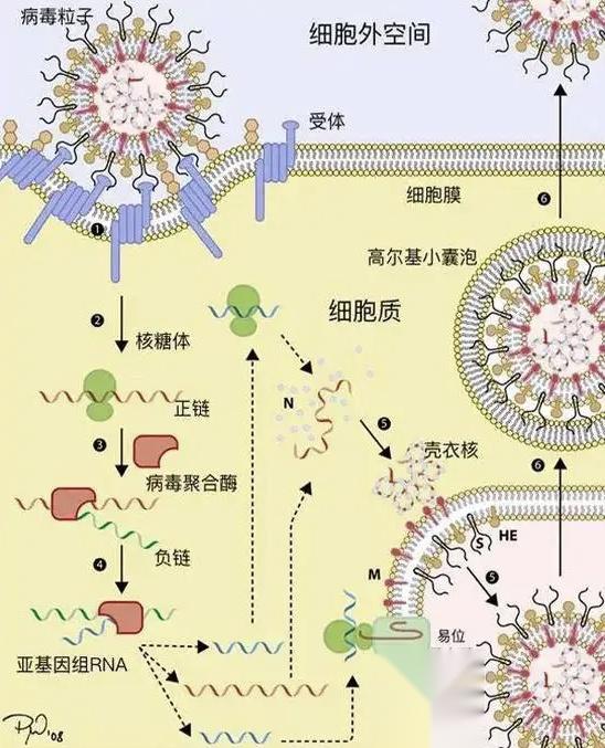 sars病毒结构示意图图片