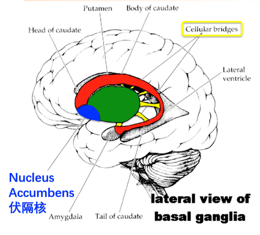 伏隔核和眶額葉