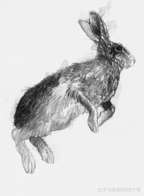 一组素描动物作品欣赏 - 知乎