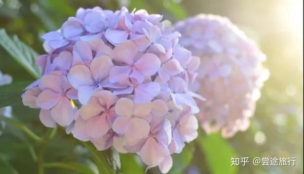 梅雨季的浪漫 东京近郊绣球花最佳赏花景点攻略 知乎