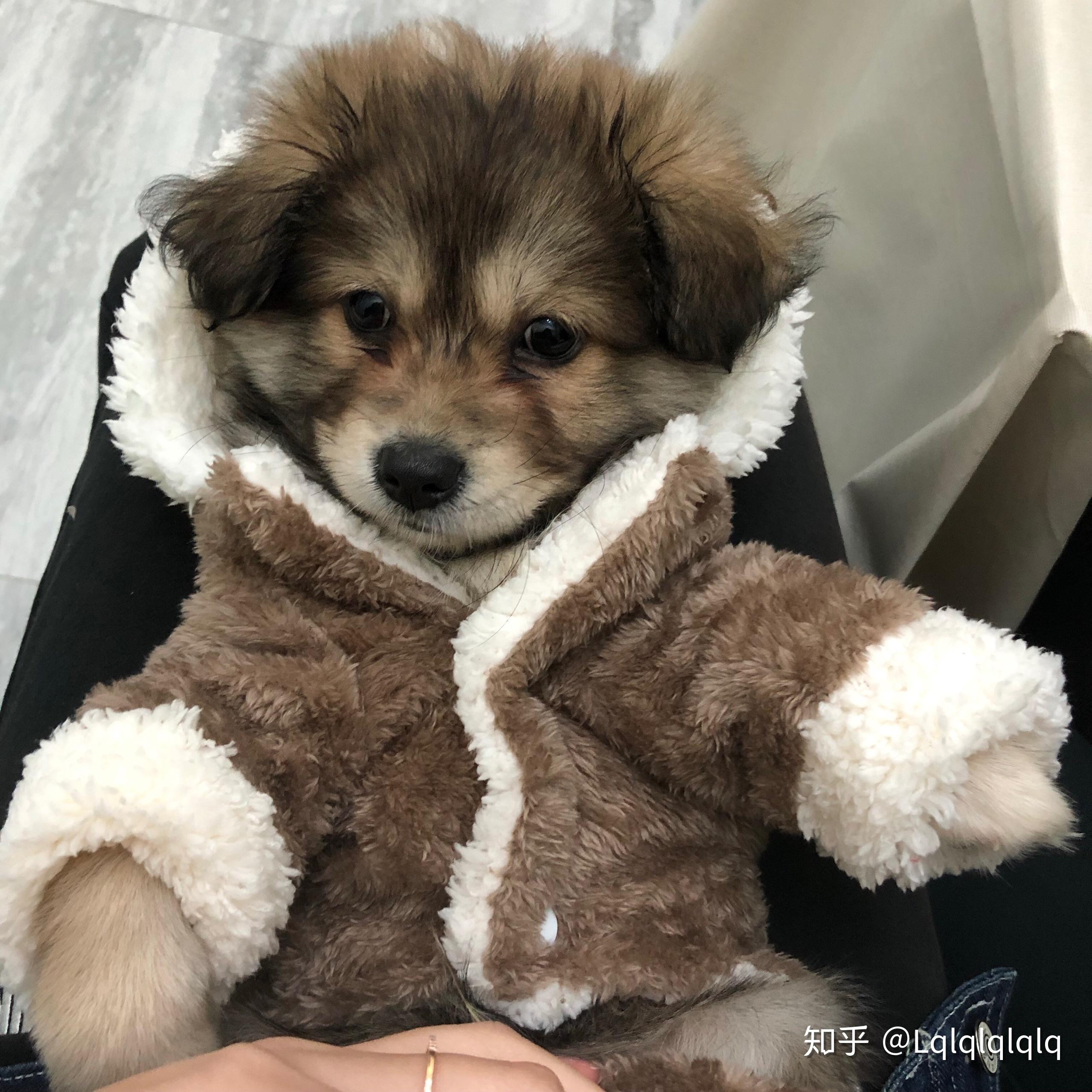 你见过最好看的串串狗是什么样子