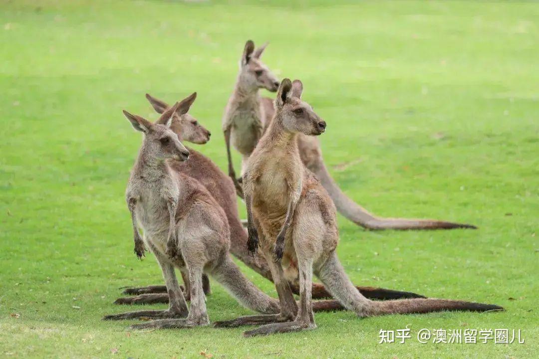 travel澳洲國寶墨爾本看袋鼠指南來啦