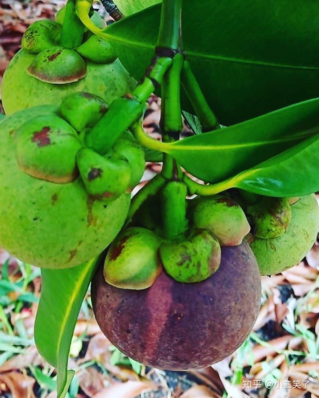 泰国山竹科普贴水果之后10年才结果功效很强大