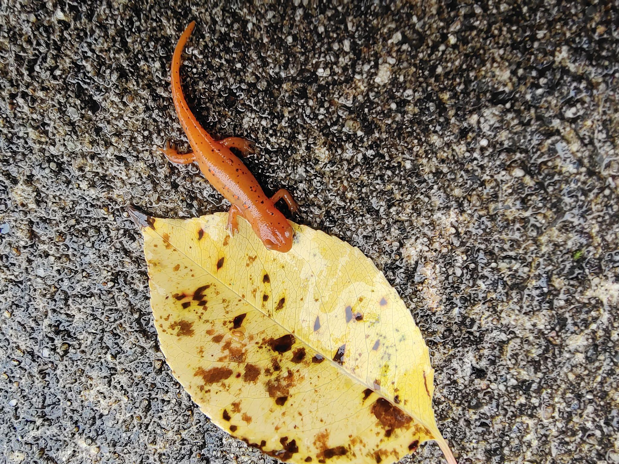 橘红色的斑点蝾螈