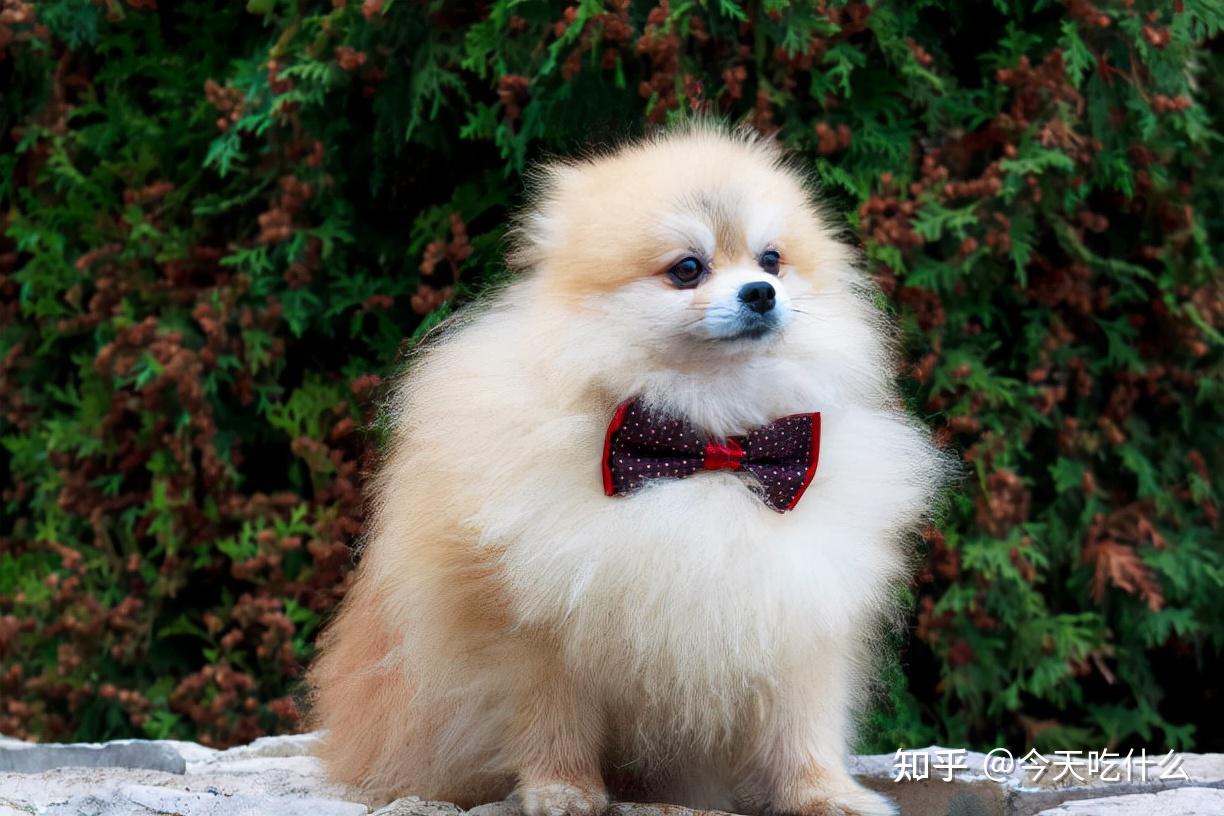 狗狗品种大全：什么狗最适合你？这份挑选方案供你参考！ - 知乎