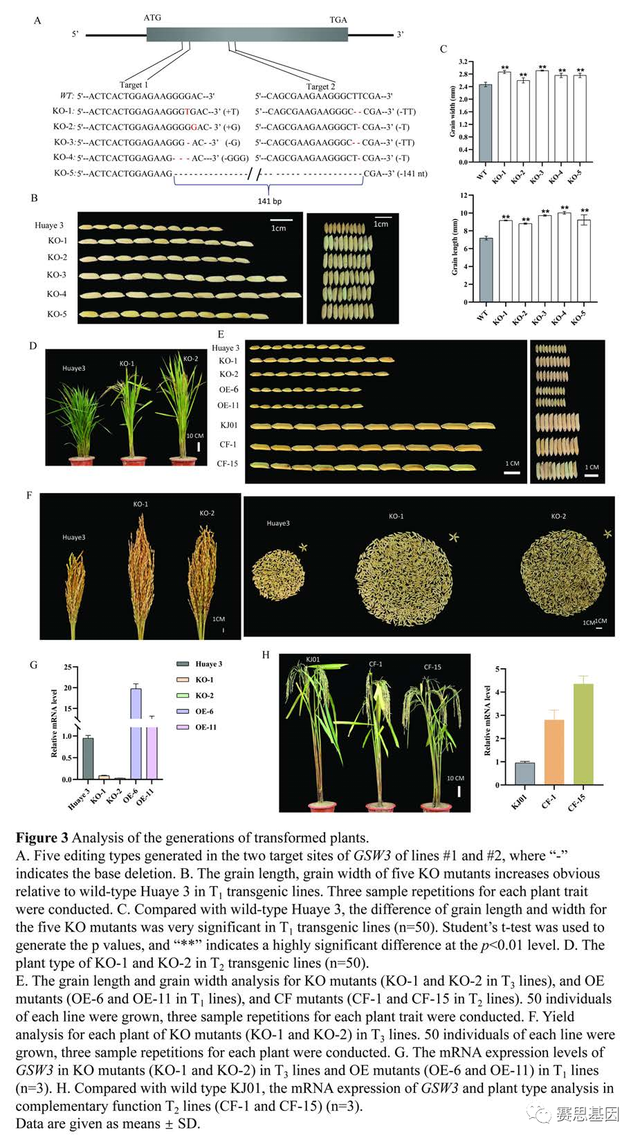 【plant physiol】野生稻基因gsw3的自然等位基因变异可调节水稻籽粒