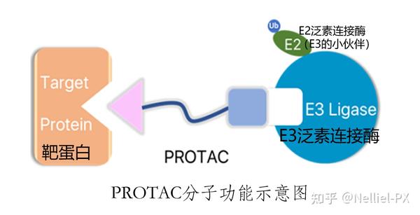 小分子药物的重要增长点——PROTAC - 知乎