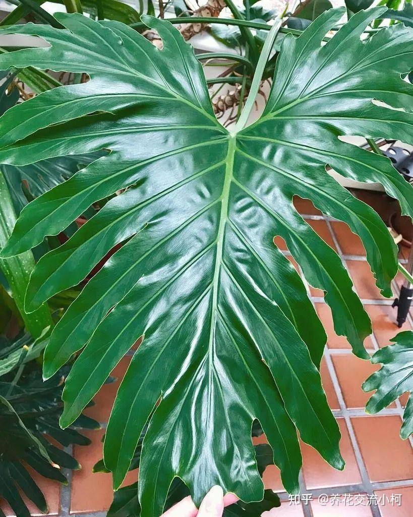 家里少不了的8种大叶子盆栽,极具美感的绿植,不比开花植物逊色 - 知乎