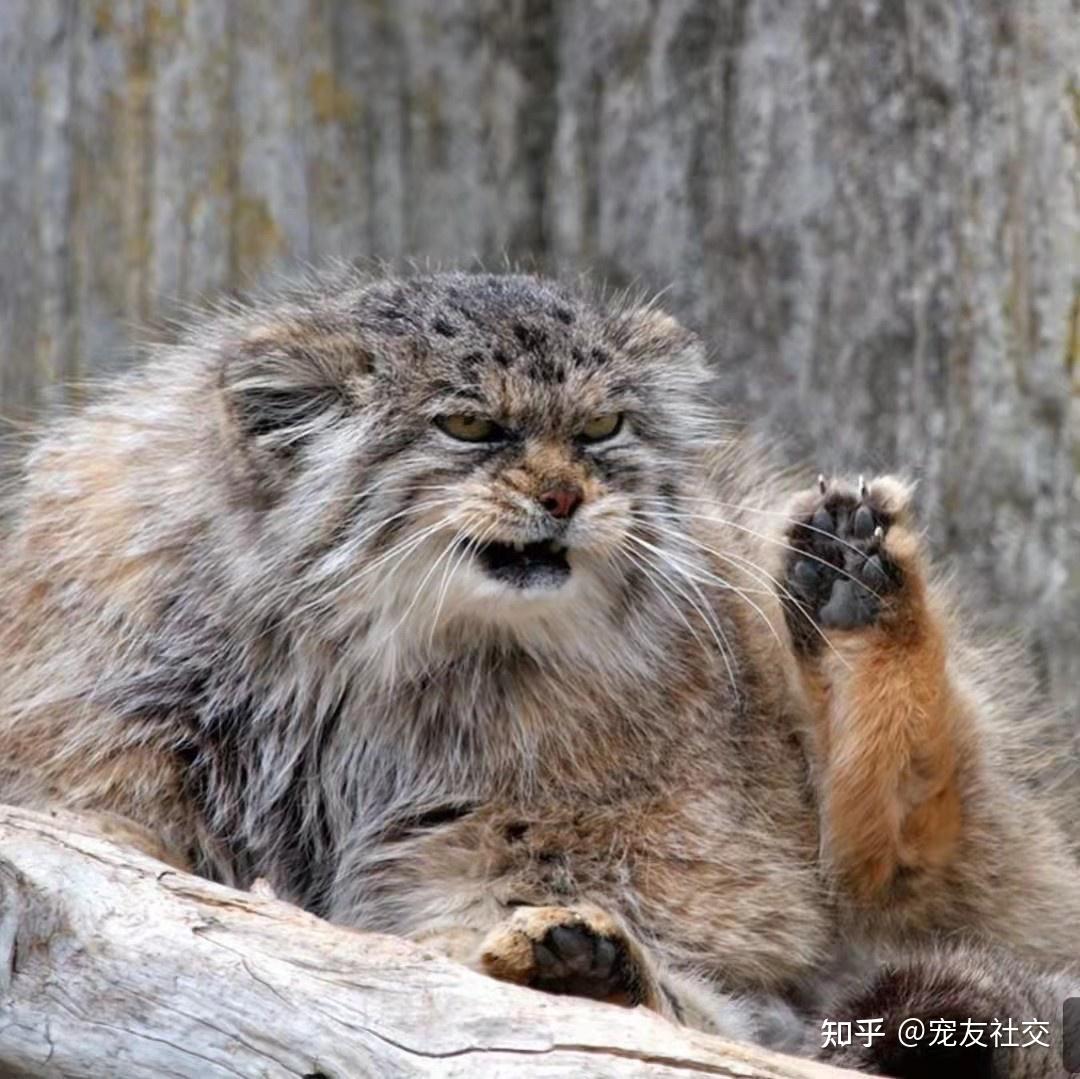 宠友社交:帕拉斯猫 pallass cat - 知乎