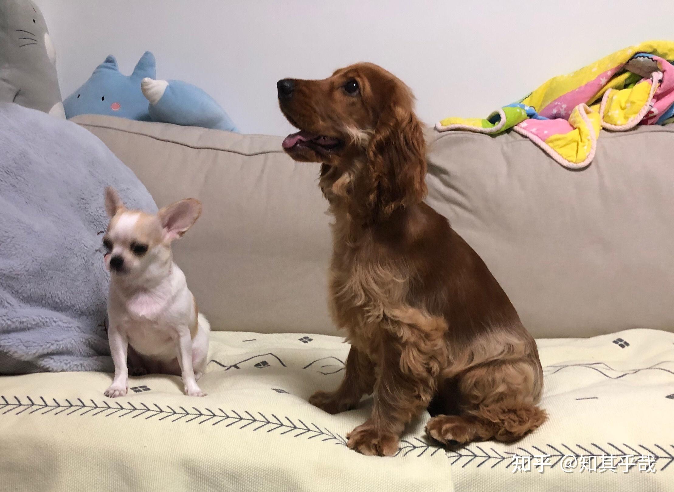 我家英国可卡从小到大的样子1