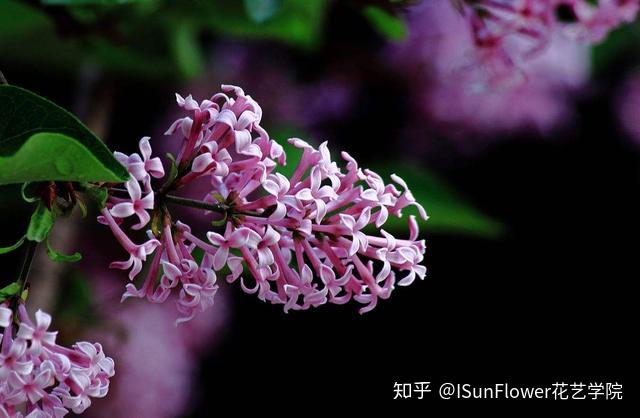 isunflower花藝學院花語從何而來它們為何會是這個意思