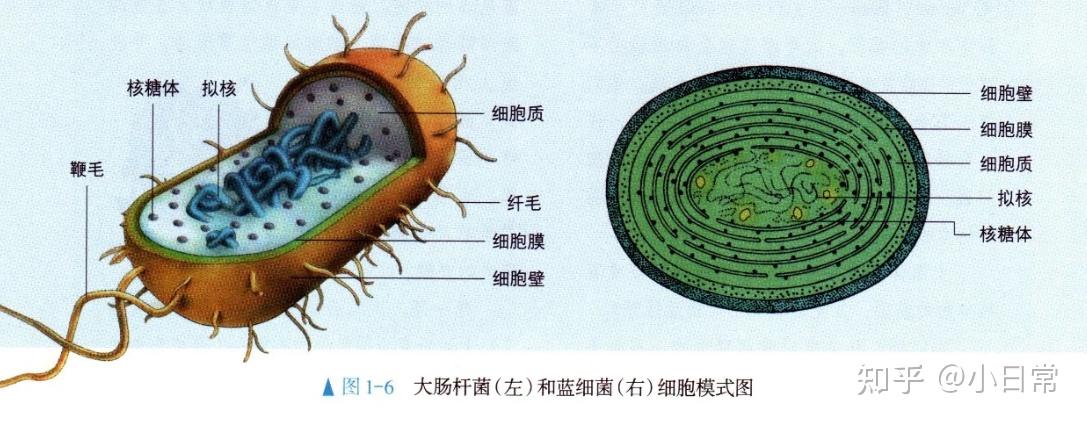 蓝细菌结构图手绘图图片