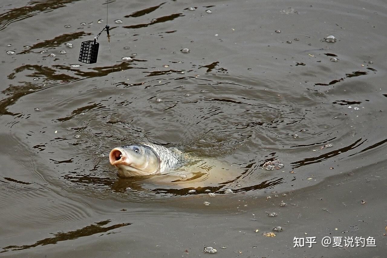 鲤鱼吸水的技巧图片图片