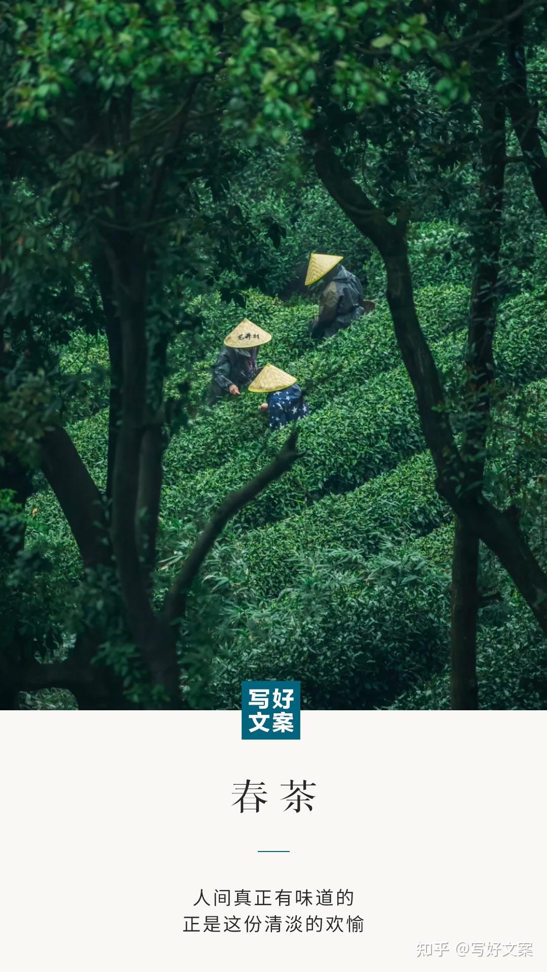 原创春茶文案很绝很唯美