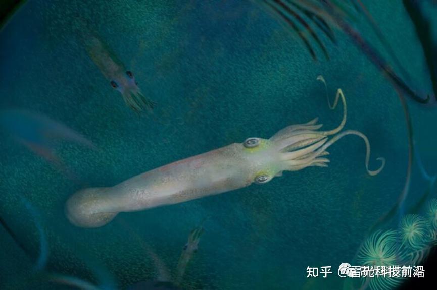 吸血鬼乌贼最早的祖先化石告诉了我们