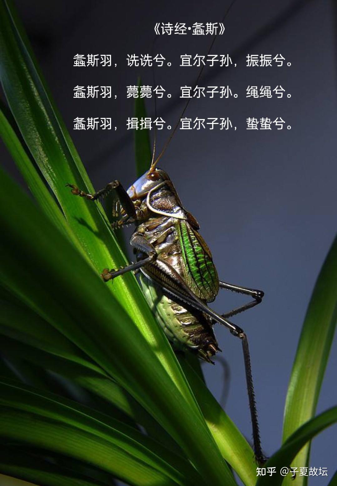 螽斯衍庆用以祝颂人家多子多孙这个成语真的用对了吗