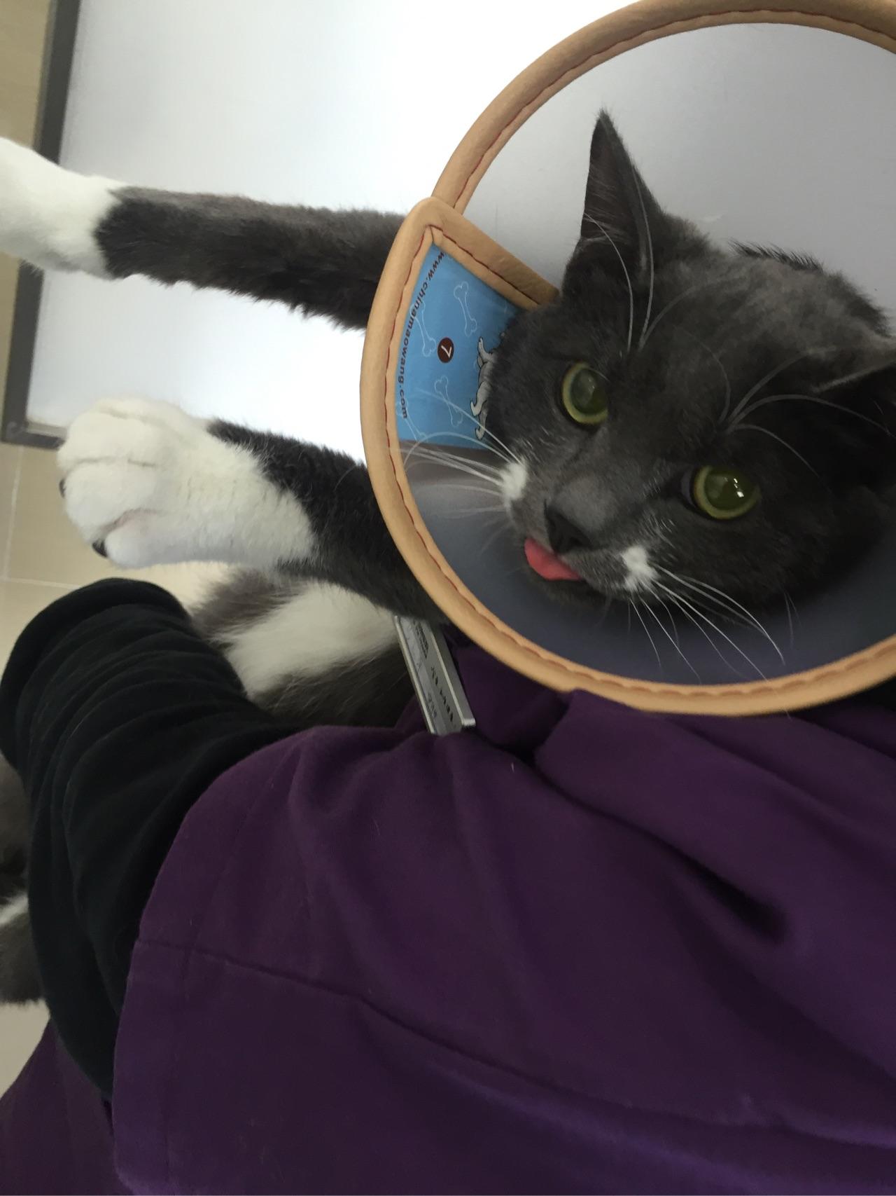 猫去一个新环境会伤心吗? - 崔斯塔娜的回答