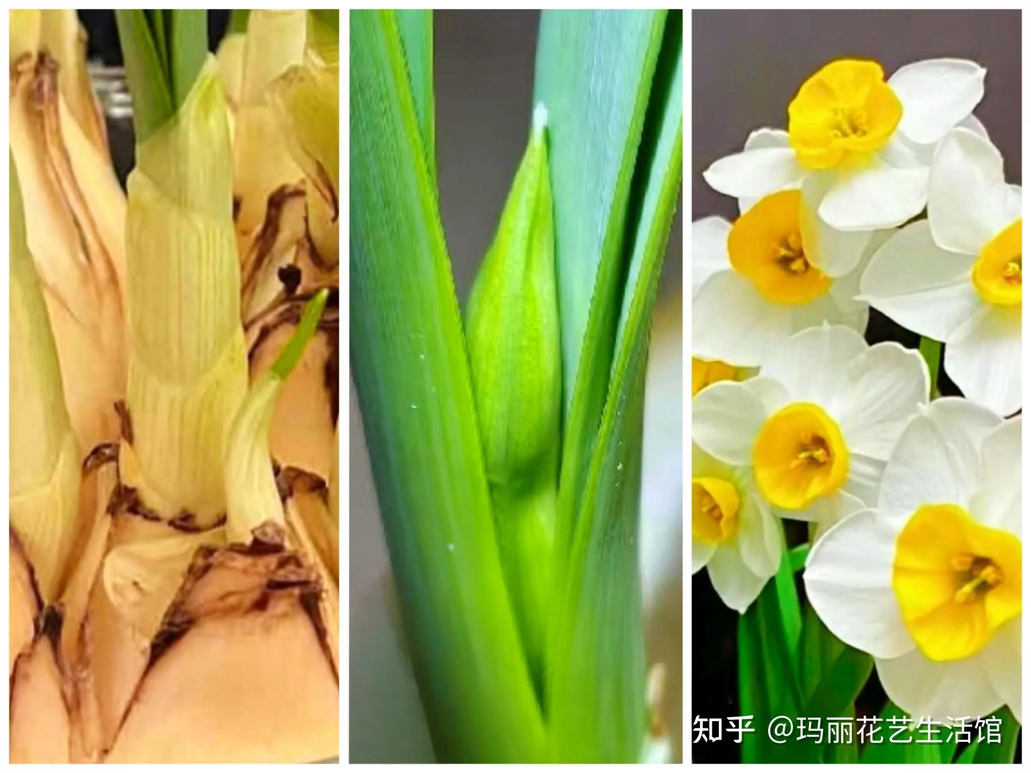 植物科普 I 水仙,素洁高雅,芳香浓郁,清秀而不张扬 - 知乎