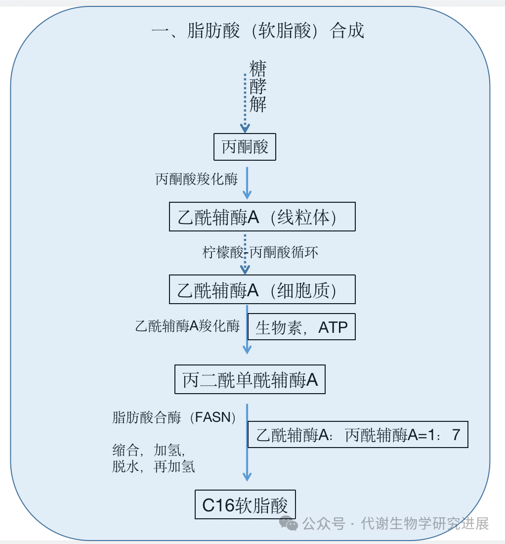 脂肪酸合成通路 Ppt 知乎 