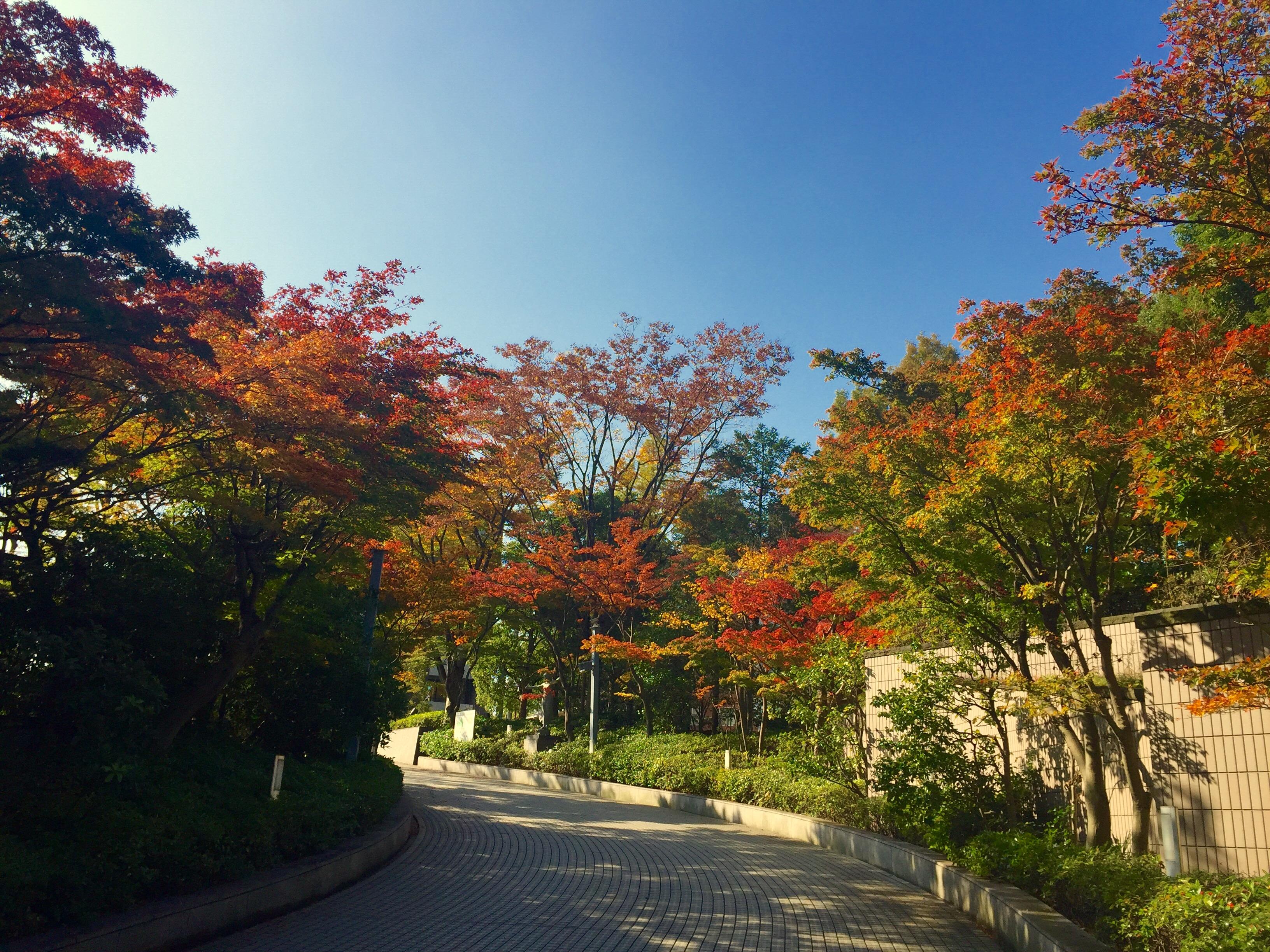 日本秋景2016：其他的一些地方 - 知乎